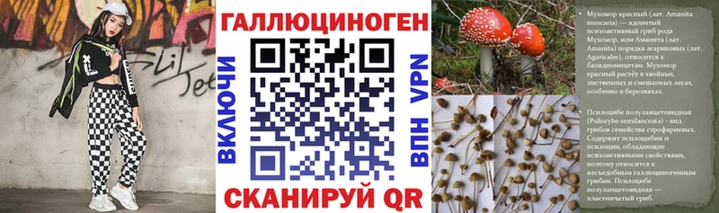 где продают   Сунжа  Галлюциногенные грибы мицелий 