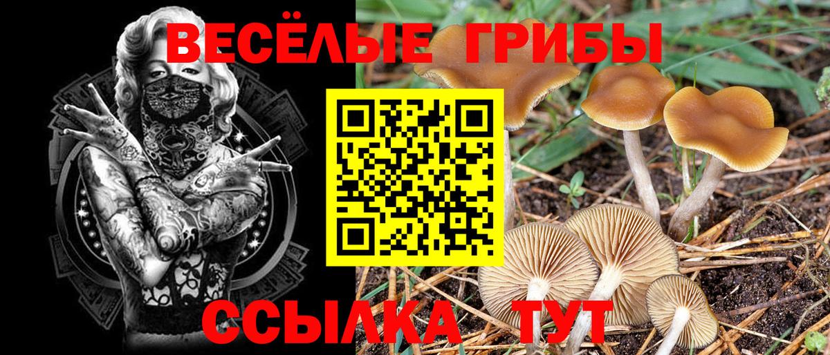 Псилоцибиновые грибы Psilocybine cubensis Сунжа